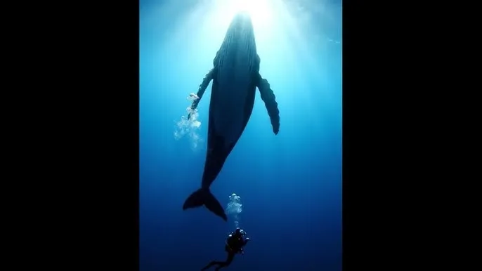 吉林小伟高清xnxx - 深蓝星球：探索海洋深处的未知世界